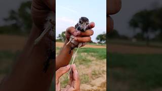 Tithari/tatiri fact hindi #birds #lapwing