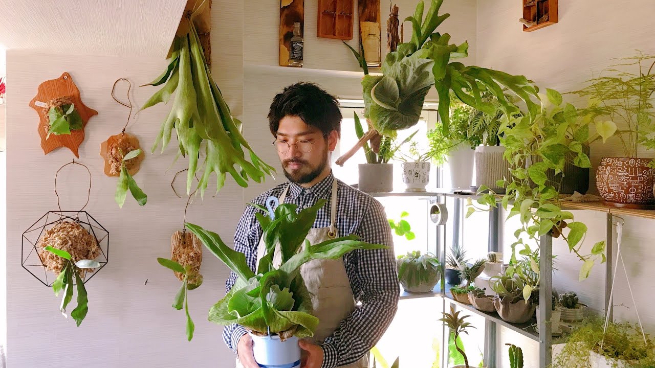 ビカクシダの板付けが上手にできない方へ 【園芸超人カーメン君