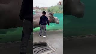 Baby Hippo पानी से क्यों डरता है?😱 Why Baby Hippo Fears Water 🦛💦 #shorts #animals #viral