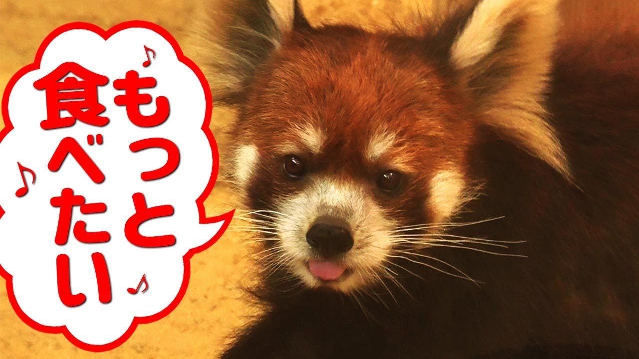 レッサーパンダ ひかりちゃん 盗み食い キライ スキ 鯖江