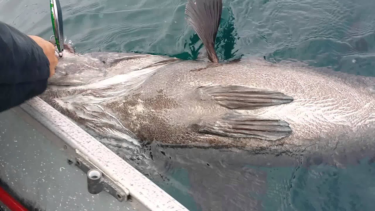 Black Sea bass on the iron San Diego YouTube