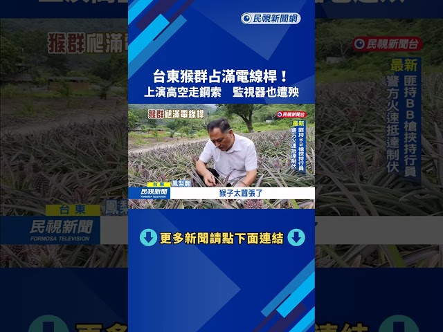 台東猴群占滿電線桿! 上演高空走鋼索 監視器也遭殃－民視新聞