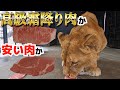 【検証】ライオンは高級肉と激安肉どっちが好き？？Which meat does lion choose ?