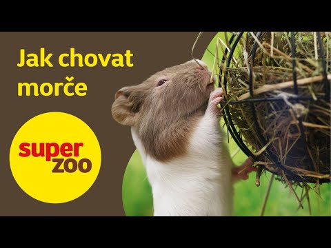 Video: Jak Chovat Morčata