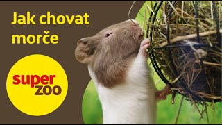 Jak chovat morče | Super zoo