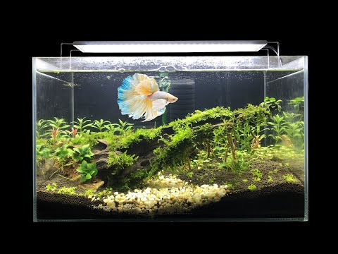 Sådan laver du enkle Aquasacpe Betta-fisk til kontor DIY akvarium dekorationsideer Ingen Co2 MRDECOR