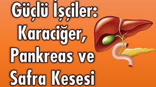 Vücudun Güçlü İşçileri: Karaciğer, Pankreas ve Safra Kesesi