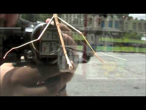 Walking Stick filmed up close - YouTube