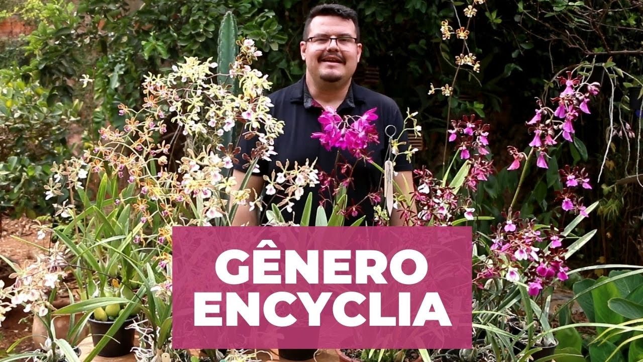 Orquídeas do Gênero Encyclia