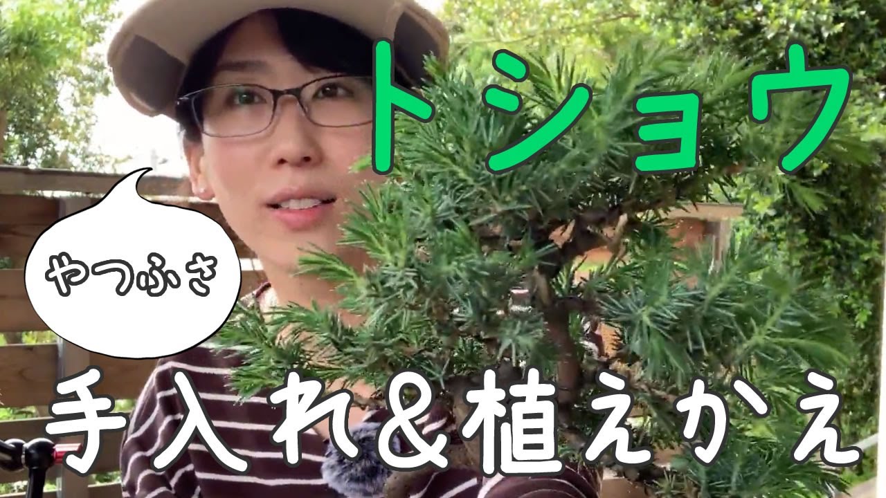 八房トショウの手入れ【キミのミニ盆栽びより】Care for Hachifusa Tosho/Cuidado de Hachifusa Tosho