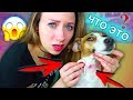 ОТКУДА Красное Пятно У ДЖИНЫ И КРОВЬ ИЗ ШЕИ - АЛЛЕРГИЯ ? | Elli Di Pets