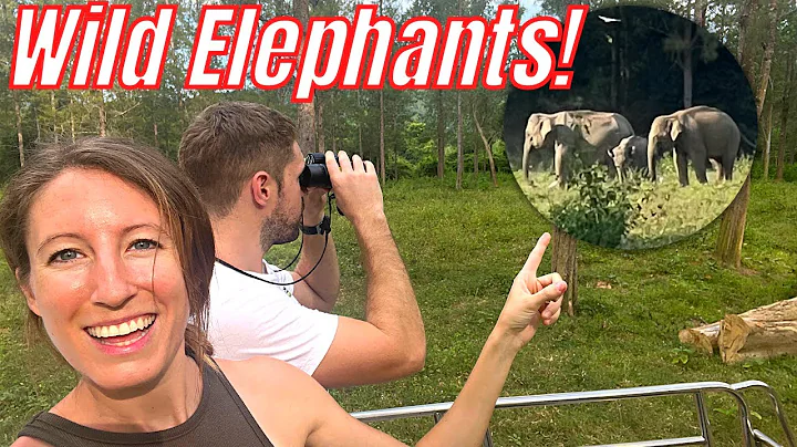 We Finally Saw WILD ELEPHANTS in Thailand! Hua Hin...