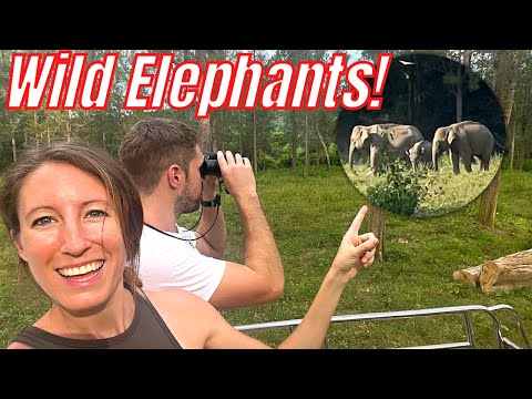 We Saw WILD ELEPHANTS! Hua Hin, Pranburi Forest Park, Kui Buri National Park, Thailand Travel Vlog