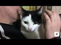 Приют для кошек 🐆🐆🐆  «Кошкин дом»/ взяли кошечку Симу