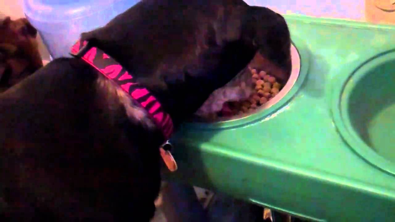 How to help your dog with bad teeth YouTube