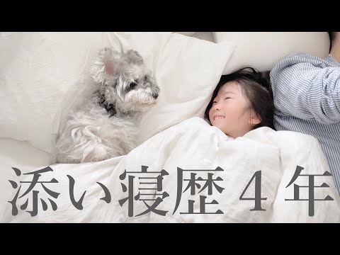 【赤ちゃんの頃から】子どもの添い寝歴４年の犬【シュナウザージジトト】