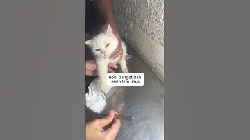 kucing dan lem tikus dilema #kucinglucu #drgeedvm #dokterhewan #peliharaan #hewan #catlover #pet