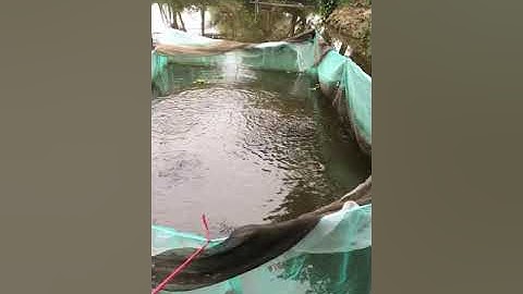 Nuôi Cá Trê Vàng Đồng Trong Mùng đem lại lợi nhuận cao.