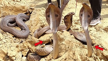 "कुएं में छिपे थे दो खतरनाक नाग-नागिन🐍बचाव टीम का दिल दहला देने वाला रेस्क्यू 😱🔥 Murliwale Hausla