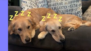 Golden Retrievers Boomer and Bella are so boring and not at all cute by BoomerTube 22,773 views 4 years ago 1 minute, 24 seconds