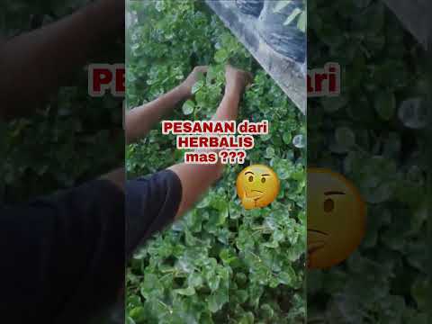 Video: Menumbuhkan Herbal Italia - Merancang Taman Kuliner Italia