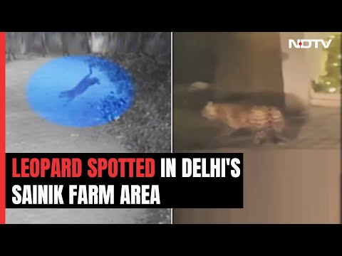 Leopard Spotted In This Delhi Locality, Traps Set Up, Locals Cautioned