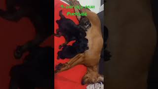 Mommy Molly While Breastfeeding Her 9 - Day Old Puppies