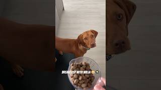 Vizsla gets excited for breakfast   #vizsla #puppy #dog #shortsfeed #shorts #animallover