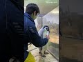 \ エンペラーペンギンの赤ちゃんの成長記録🐧/【1月28日撮影 120日齢】