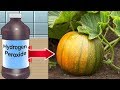 8 Surprising Reasons To Use Hydrogen Peroxide in Your Garden