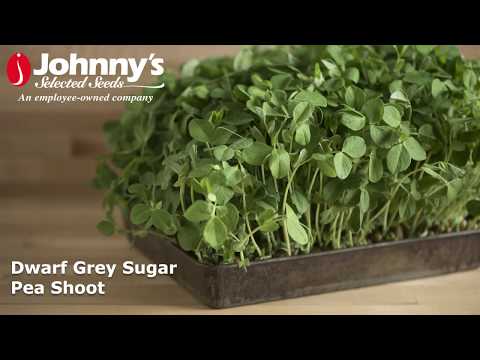 Video: Dwarf Grey Sugar Pea Care: Lär dig om att odla dvärggrå sockerärter