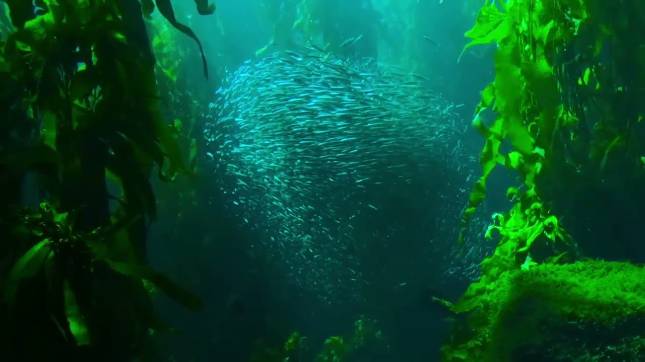 Fishes swimming to sea || New Background Video No Copyright || 