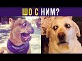 Приколы с собаками. ШО С НИМ? | Мемозг #232