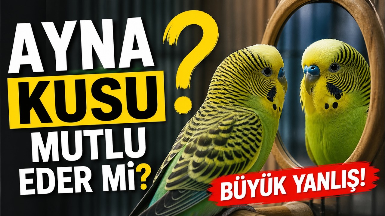 Yanlış #1 | Ayna Muhabbet Kuşunu  Mutlu Eder (Gerçek Şok Edecek) - ( Doğru Bilinen 50 Yanlış )