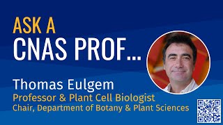 Ask a CNAS Prof: Thomas Eulgem, Professor & Plant Cell Biologist
