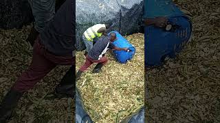 Part 2: HOW TO MAKE MAIZE SILLAGE. #COMPACTION