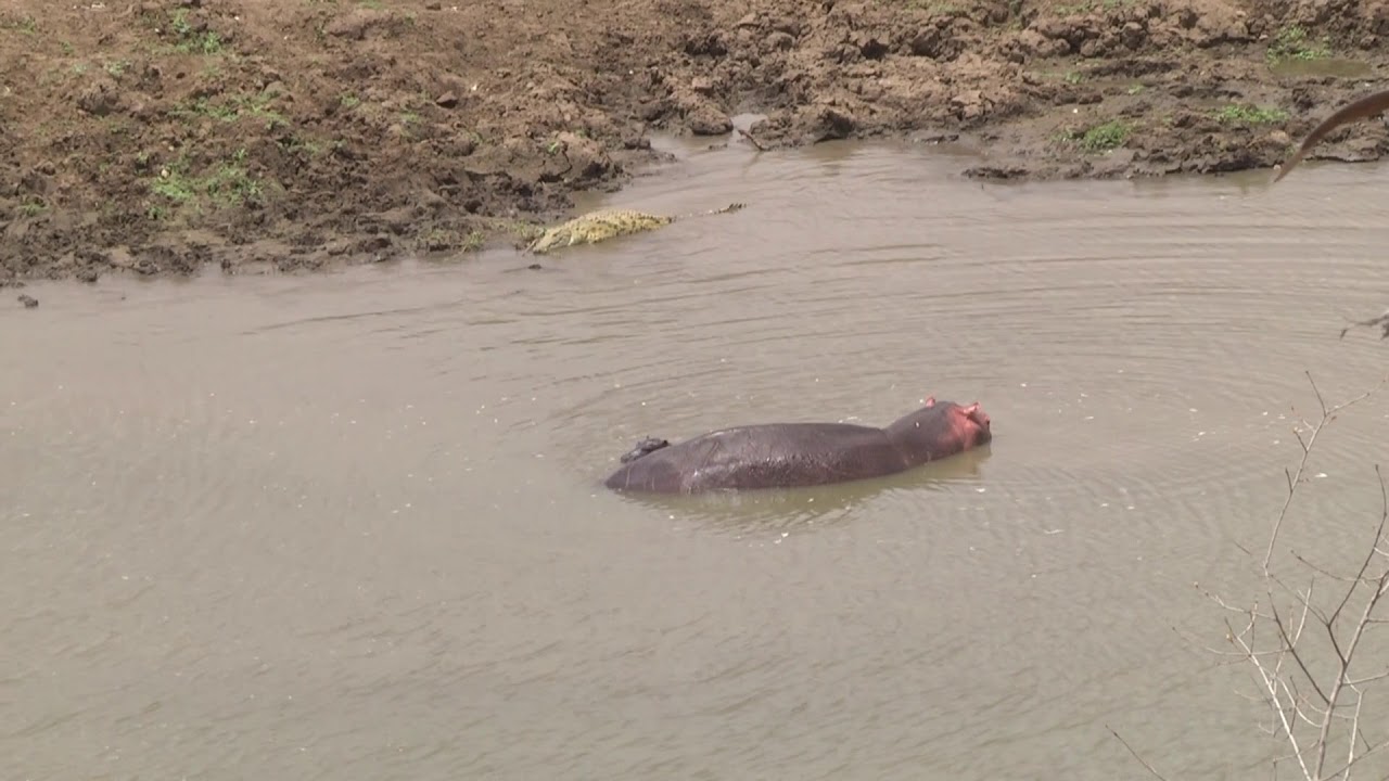 A mother Hippo, her tiny calf and Nile Crocodiles - clip 8