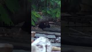 Um Disparo Reto Desse Só Com Bbs Tangodown