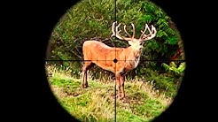 Hunting Fallow deer with 7mm-08 rifle for meat hunt and venison recovery in New Zealand # 249