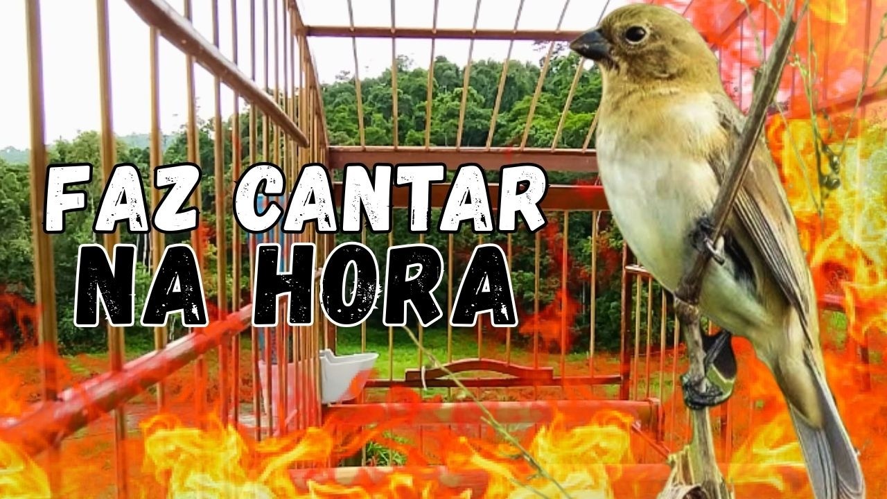 Piado de fêmea de Papa capim para Esquentar e foguear Papa capim