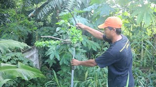 PEMIKAT PERKUTUT KAWAKAN DARI BEKASI