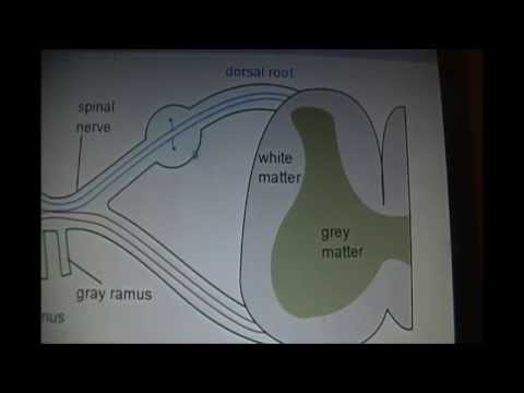SPINAL CORD ANATOMY PHYSIOLOGY - YouTube