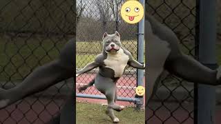 These Dogs Can Really Dance