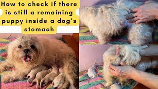 HOW TO CHECK IF THERE IS STILL A REMAINING PUPPY INSIDE A DOG’S STOMACH Guide