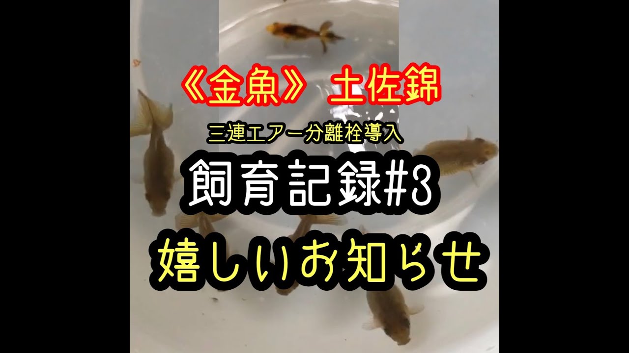 金魚 土佐錦 飼育記録 3 三連エアー分離栓導入 色変わりした土佐錦発見 Youtube 金魚 土佐錦 飼育記録 3 三連エアー分離栓導入 色変わりした土佐錦発見 Youtube