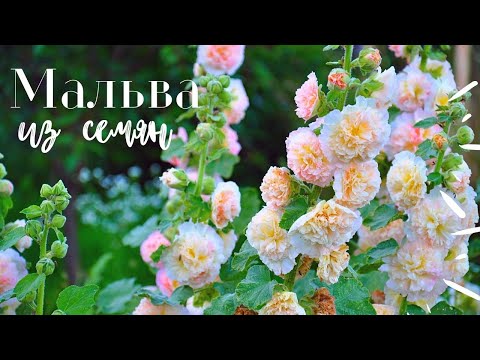 Мальва из семян как сеять для красивого цветения