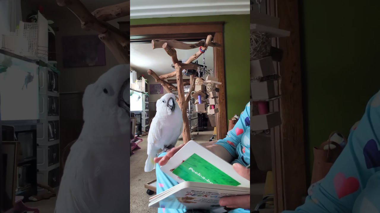 Фёрби боится бабочек 