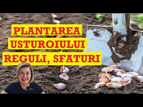 Video: Plantarea Usturoiului în Toamnă: Nuanțe Importante