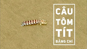 Câu Tôm Tít bằng chỉ và vỏ ốc ở biển Hòn Rơm - Phần 2