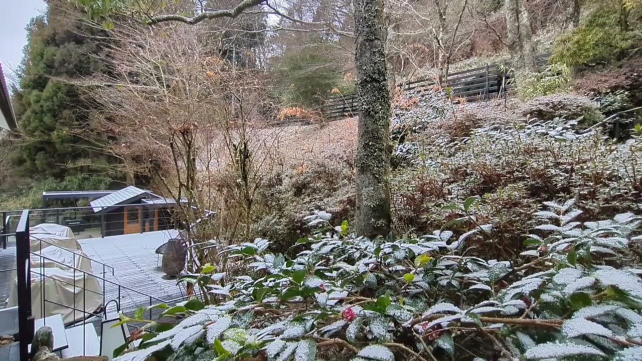 箱根　旅館　蔵樹　箱根神社の神域　通勤中に聞くだけで一日が、幸せに満ちる　みぞれ混じりの雪が庭に積もる冬の朝　BGM 月の光　ドビュッシー